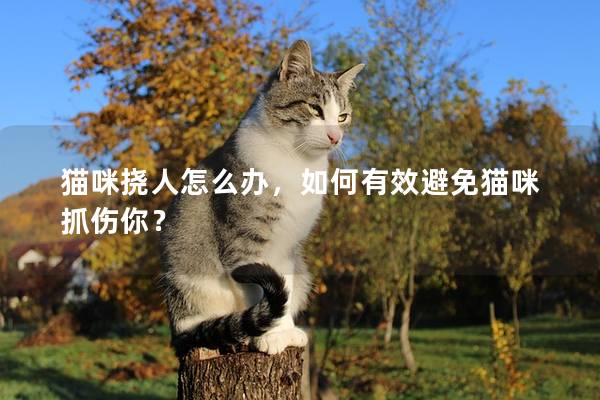 貓咪撓人怎么辦，如何有效避免貓咪抓傷你？